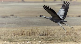 Observando grullas en la Laguna de Gallocanta