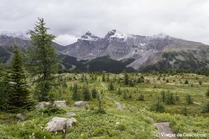 Lee más sobre el artículo De excursión en Sunshine Meadows