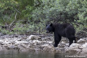 Lee más sobre el artículo Fotografiando osos negros y las cascadas del Wells Gray Provincial Park