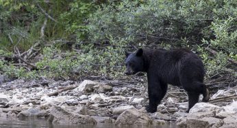 Fotografiando osos negros y las cascadas del Wells Gray Provincial Park