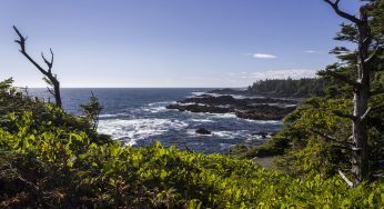 Isla de Vancouver: Cathedral Grove, Ucluelet y el Wild Pacific Trail