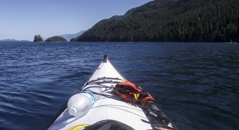 Excursión en Kayak desde Telegraph Cove