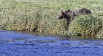 Osos Grizzly en Canadá: Excursión desde Telegraph Cove