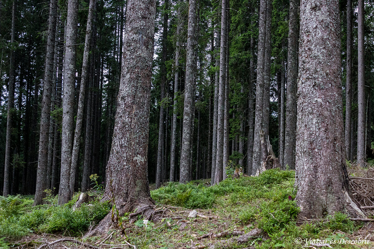 bosque de pinos durante la excursion en eslovenia