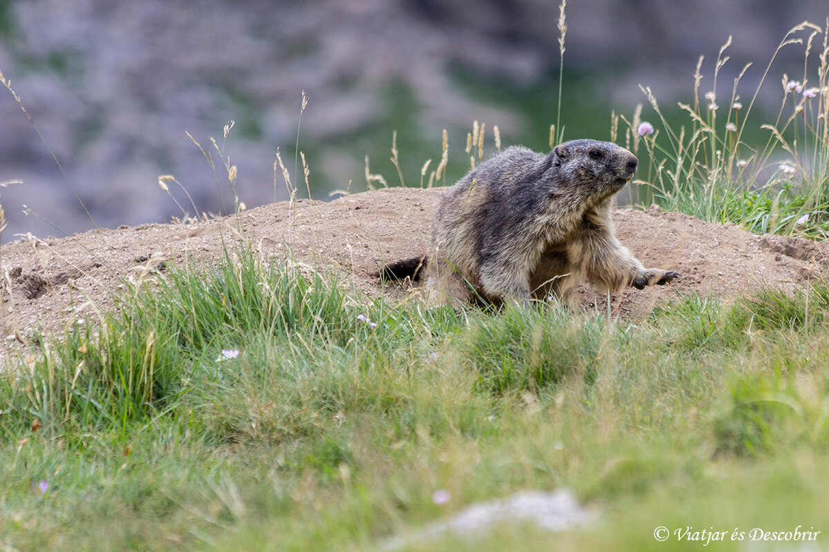 marmota cerca del refugio de goriz