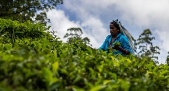 Viaje a Sri Lanka en 20 días. Itinerario y preparación del viaje.
