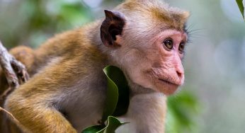 Guia para organizar un safari al Parque Nacional Wilpattu