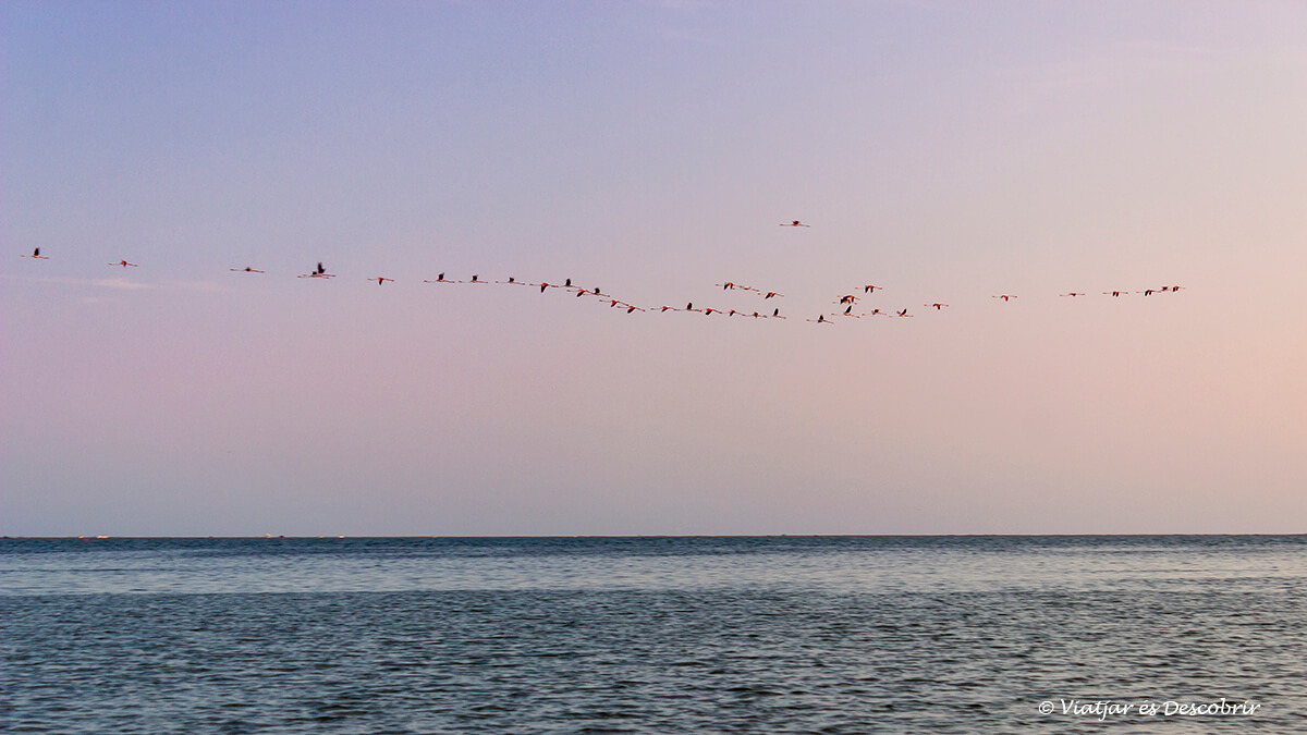 grupo de flamencos volando en el delta del ebro