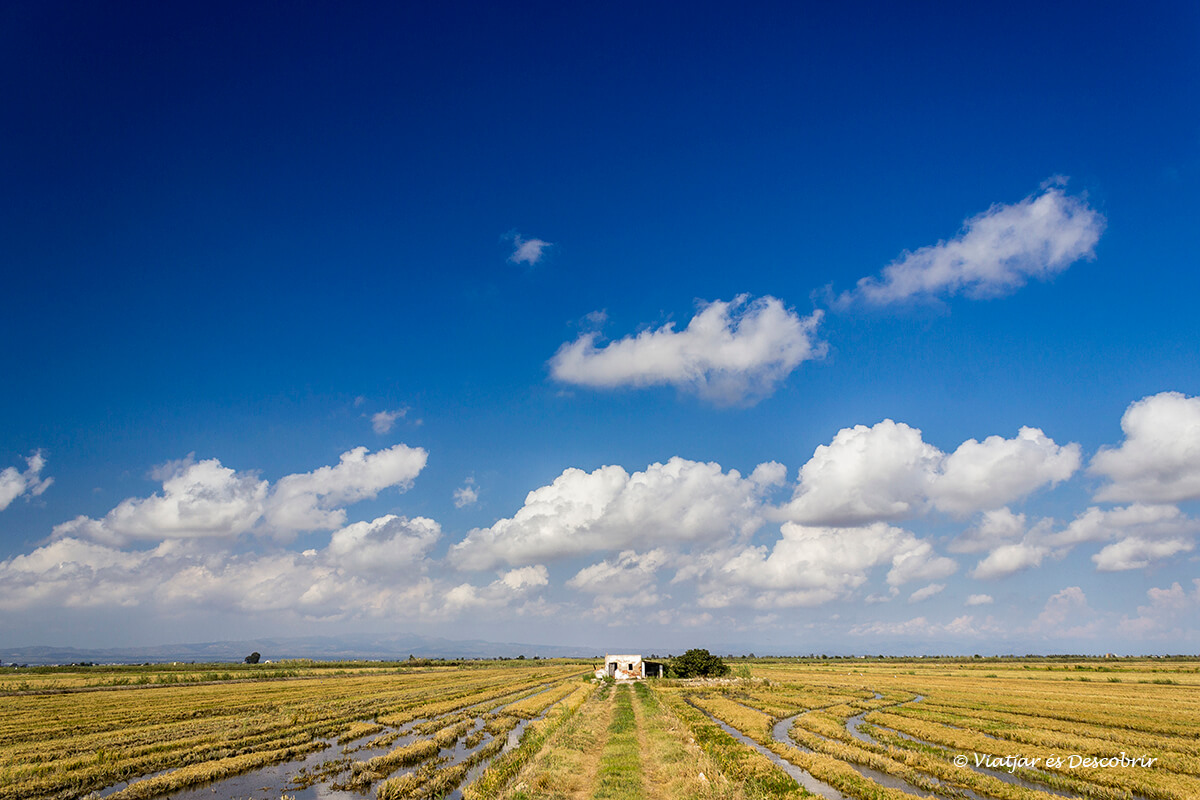 paisajes de arrozales que visistar en el delta del ebro