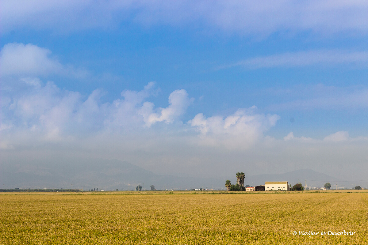 arrozales famosos del delta del ebro
