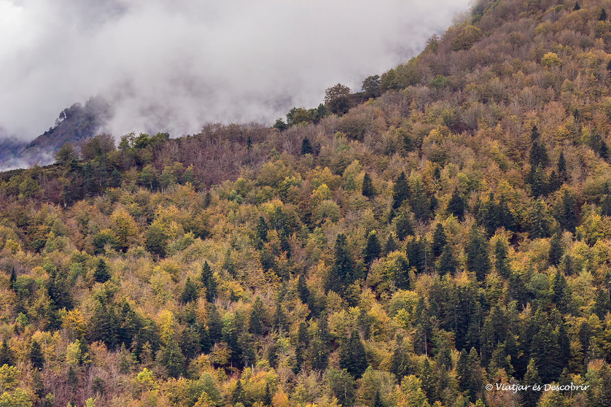 panoramica de los bosques del valle de aran