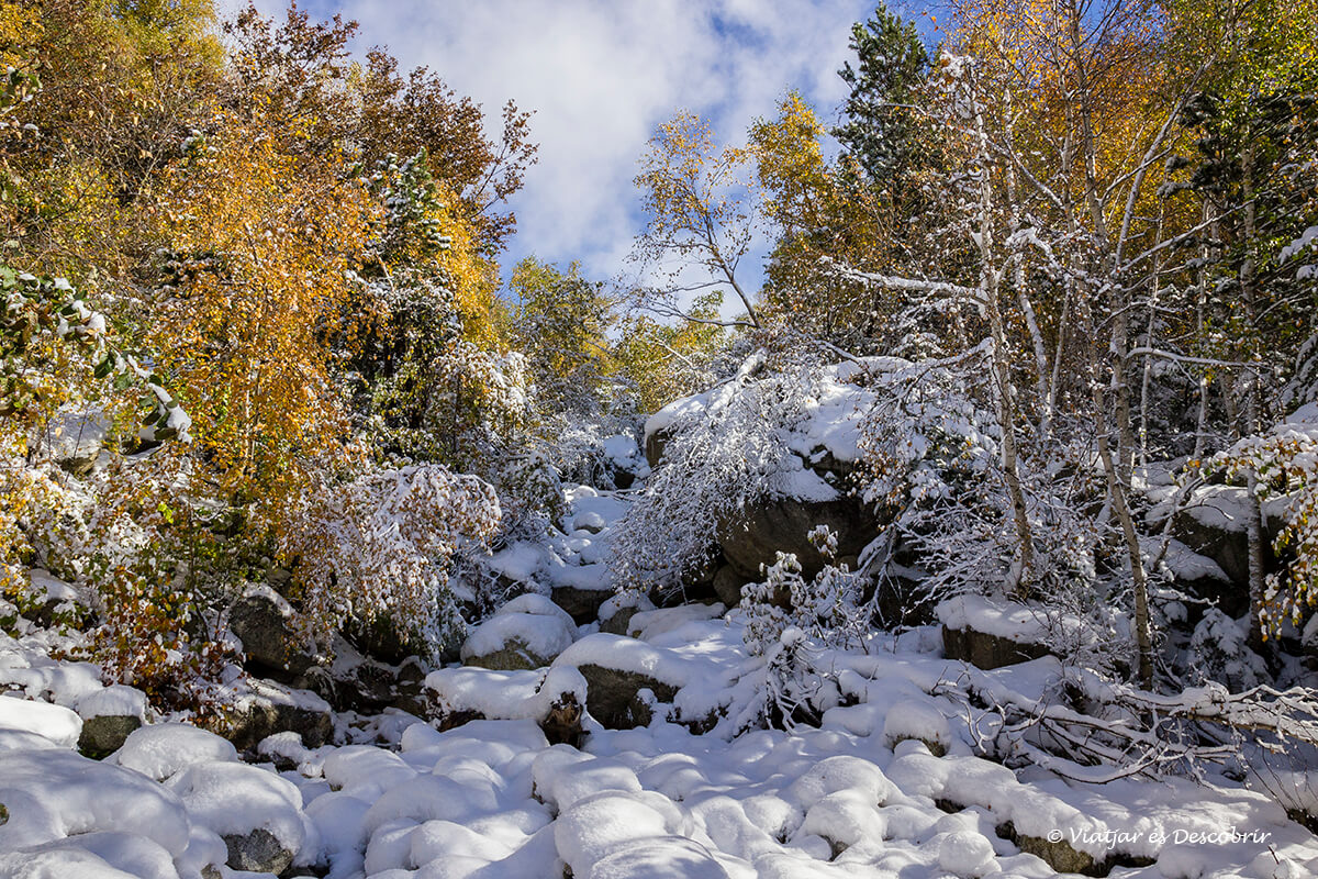 paisaje de otoño y nieve en una excursion por un bosque del valle de aran