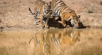 Viaje a la India en 15 días. Fotografiando el tigre de bengala