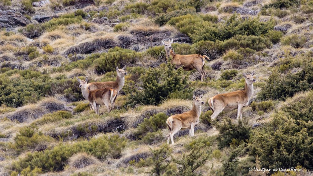 grupo de ciervos en la cerdanya francesa