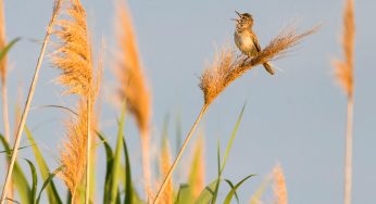 10 Consejos para fotografiar animales salvajes