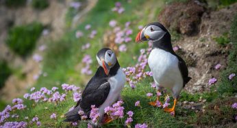 Dónde ver frailecillos en Irlanda: Las Islas Saltee