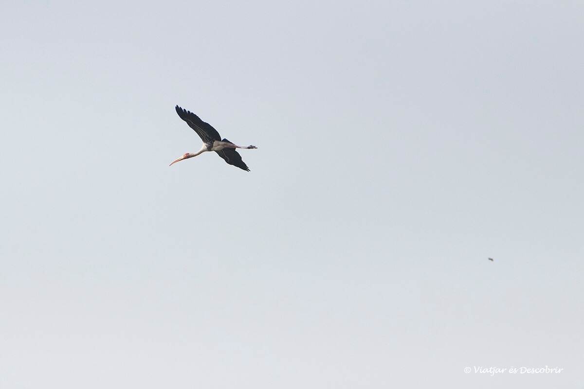 pájaro volando Pench national park