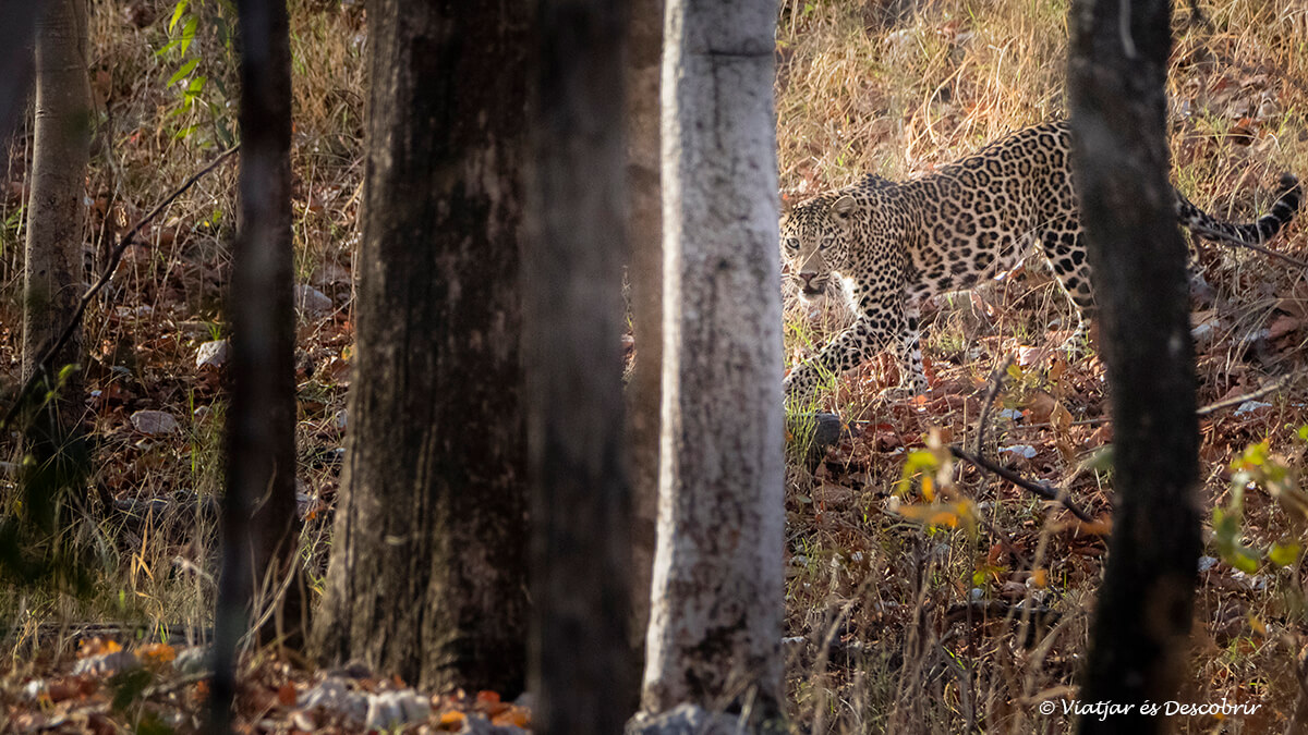 leopardo visto durante un safari en Pench