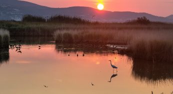 Los Aiguamolls de l’Empordà: Guia para descubrirlos