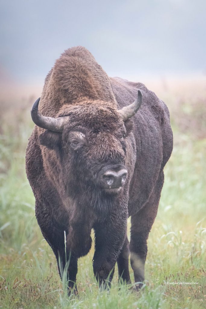 primer plano de un bisonte europeo en libertad a polonia