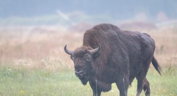 El Parque Nacional Bialowieza: dónde ver bisontes y las mejores excursiones