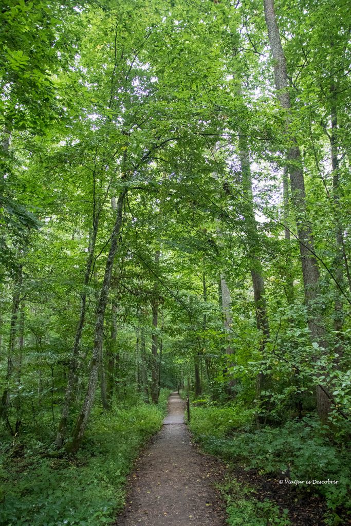 un camino de las mejores excursiones en Bialowieza