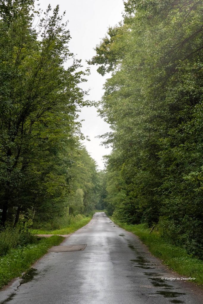 carretera del parque nacional Bialowieza y sus bisontes