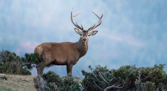 La Berrea del Ciervo en Cataluña: 6 lugares dónde verla