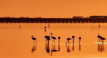 Flamencos en el Delta del Ebro: Cuándo y Dónde verlos