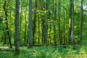 El bosque primitivo de Bialowieza: guía de la reserva estricta