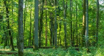 El bosque primitivo de Bialowieza: guía de la reserva estricta