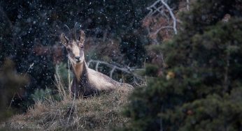 Dónde ver animales salvajes en Cataluña