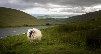 La Península de Dingle: Ruta en coche en 1 día