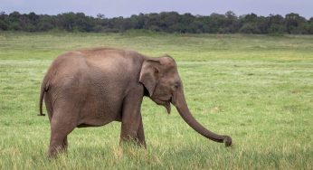 Safari para ver elefantes en Sri Lanka: el P.N. Kaudulla