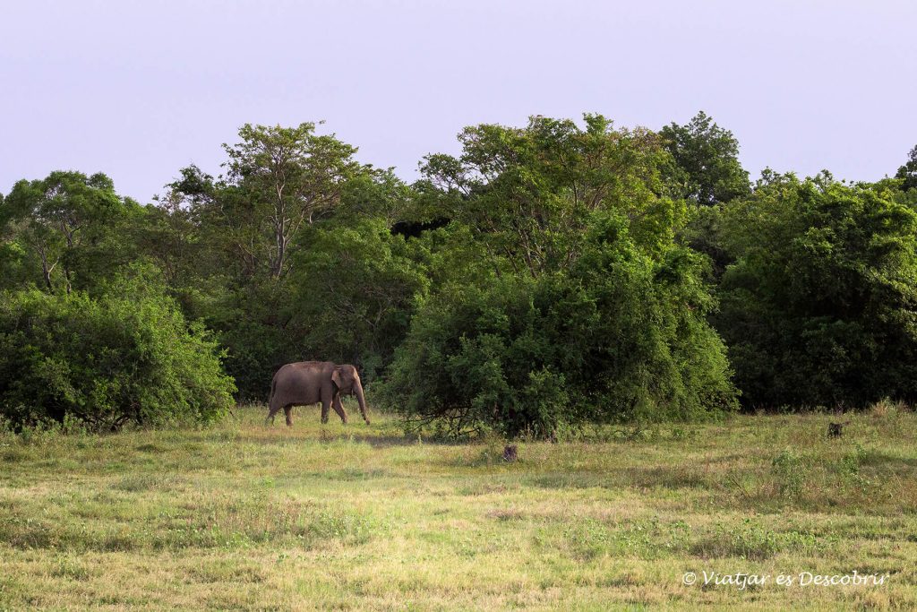 elefante solitario en las planicies verdes de sri lanka