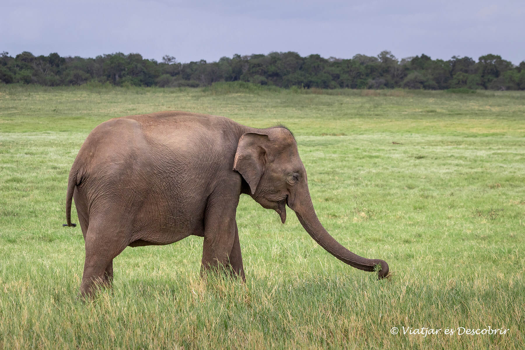 Safari para ver elefantes en Sri Lanka: el P.N. Kaudulla