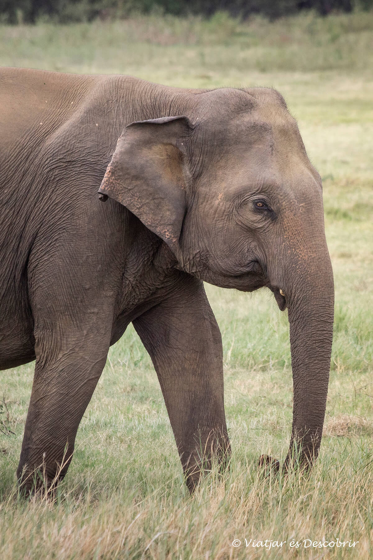 detalles de la cara de un elefante asiático joven en libertad