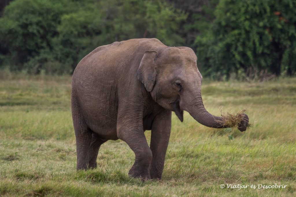 elefante comiendo en un prado en sri lanka durante agosto
