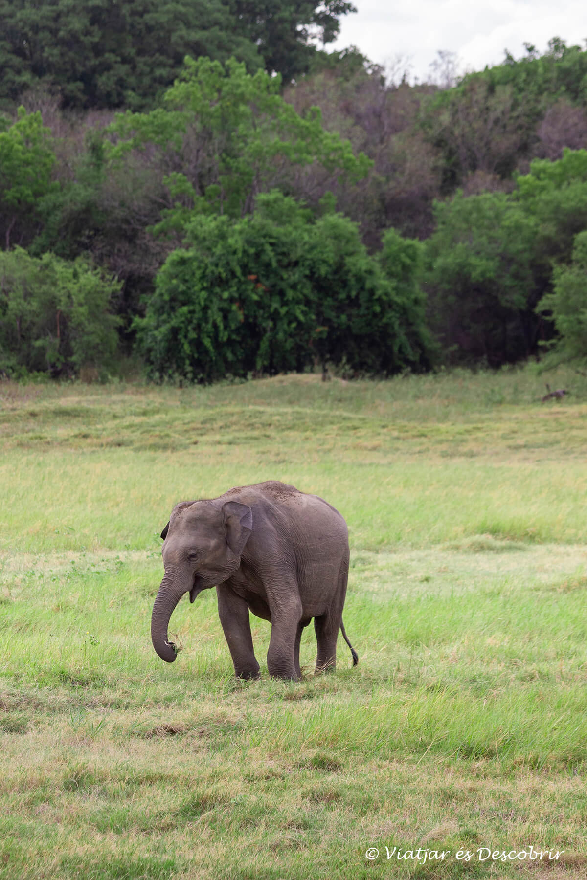 safari entre elefantes en sri lanka durante el gathering
