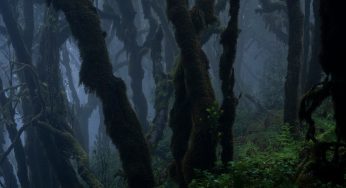 Viaje a la Gomera en 9 Días. Itinerario y Preparación del viaje