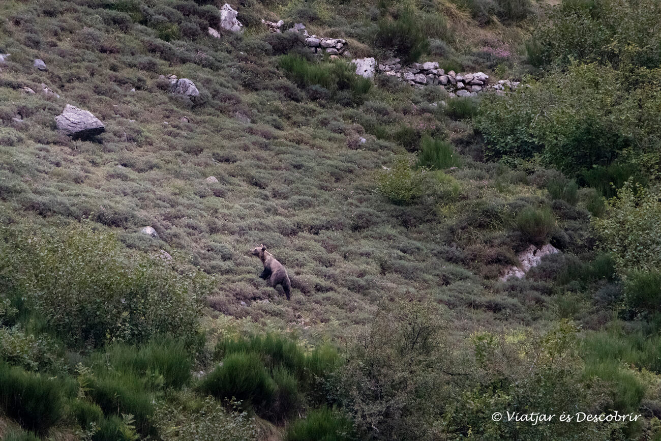 En este momento estás viendo Dónde ver osos en Asturias: las mejoras zonas