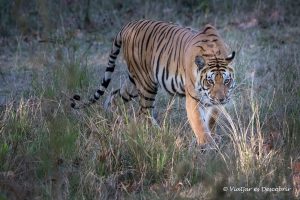 Lee más sobre el artículo El Parque Nacional Kanha: Safari para ver el tigre de bangala