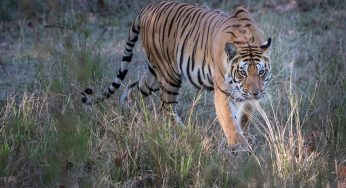 El Parque Nacional Kanha: Safari para ver el tigre de bangala