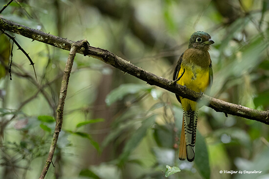 un trógon amarillo entre las sombras de la selva tropical de Panamá