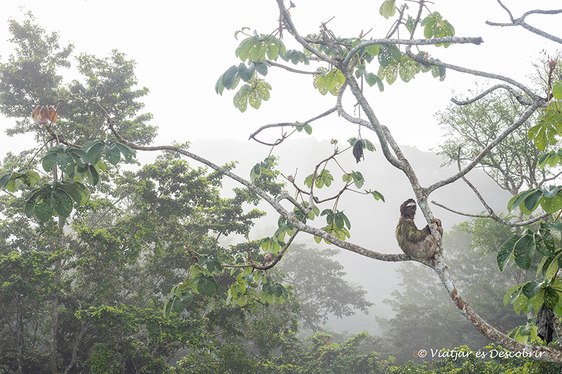un perezoso en lo alto de un árbol rodeado de la vegetación de la selva y la niebla