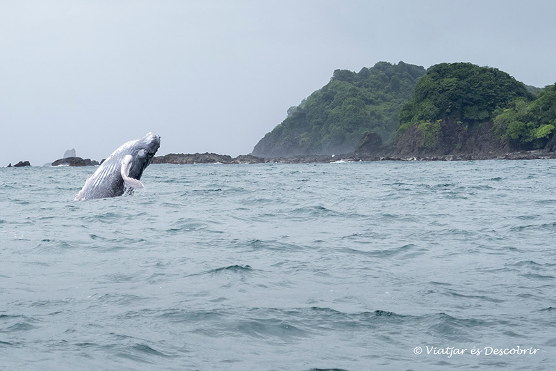 una ballena jorobada saltando frente a la costa de Isla Cébaco