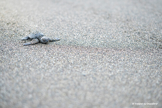 tortuga recién nacida haciendo moviéndose para ir al océano