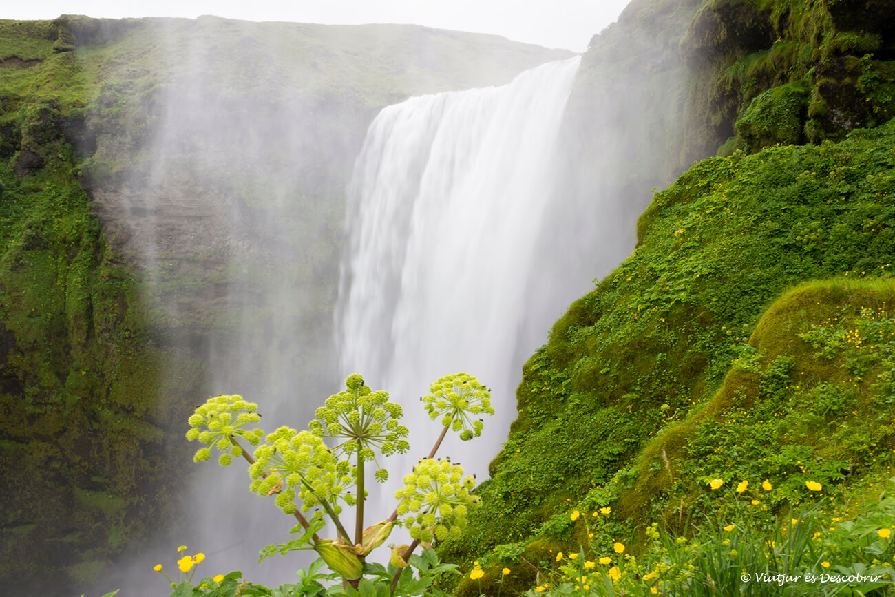 vegetación que rodea el salto de agua más fotografiado del sur de Islandia