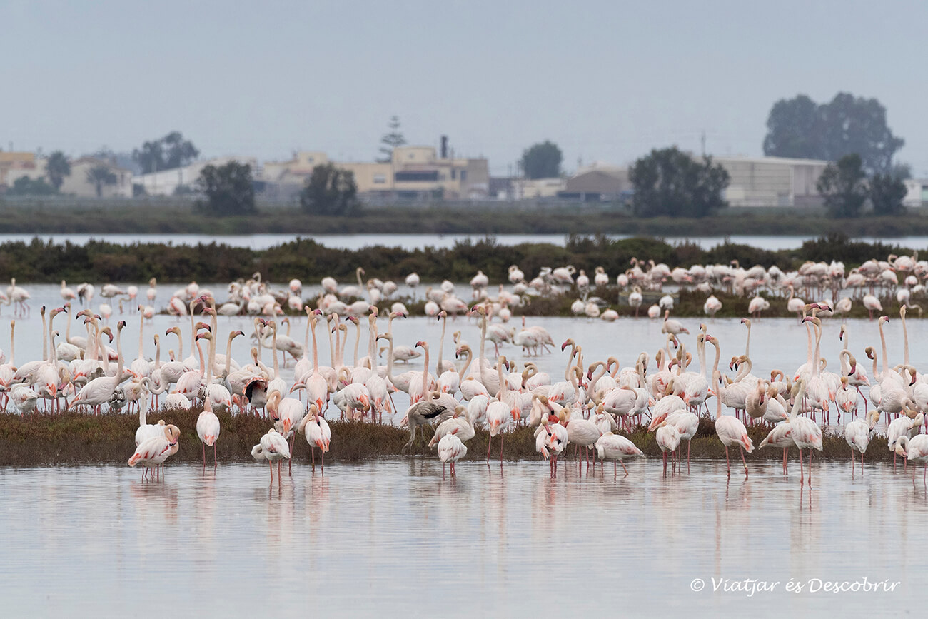 grupo de flamencos numero asentados en la llacuna de la tancada en el delta del ebre
