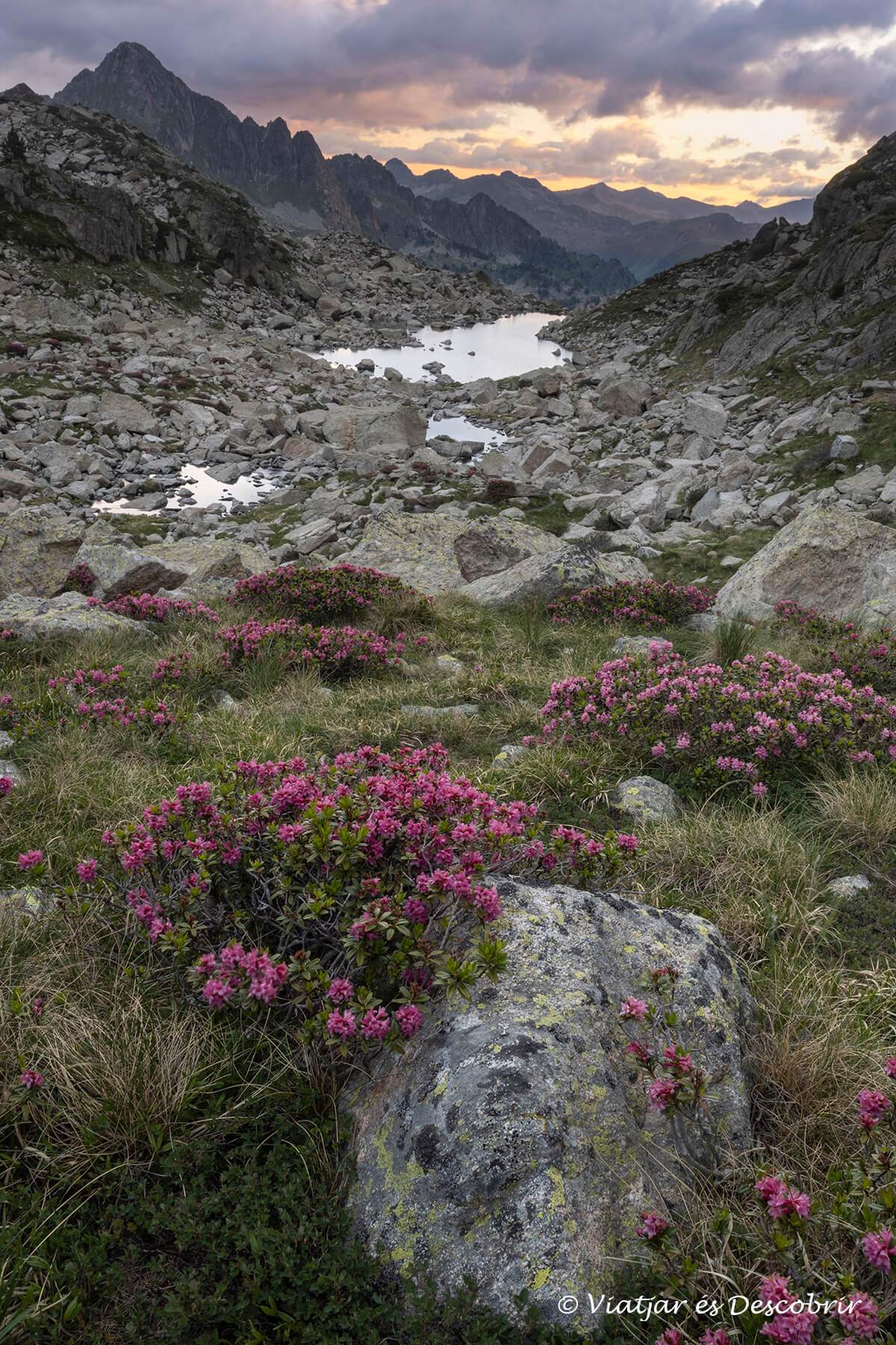flor del rododendro y la sucesión de lagos del valle de gerber al atardecer